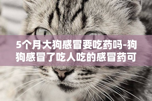 5個月大狗感冒要吃藥嗎-狗狗感冒了吃人吃的感冒藥可以嗎