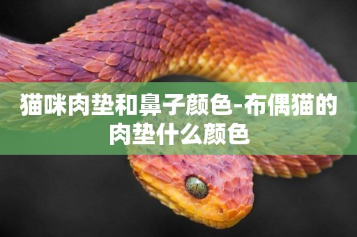貓咪肉墊和鼻子顏色-布偶貓的肉墊什么顏色