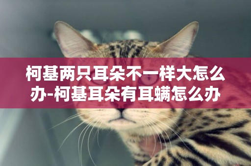 柯基兩只耳朵不一樣大怎么辦-柯基耳朵有耳螨怎么辦