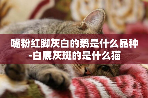 嘴粉紅腳灰白的鵝是什么品種-白底灰斑的是什么貓