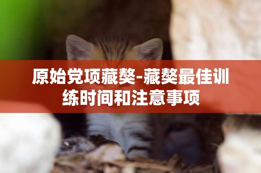 原始黨項藏獒-藏獒最佳訓練時間和注意事項