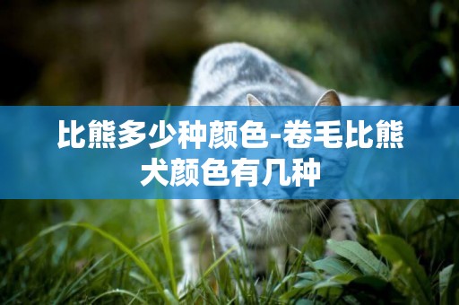 比熊多少種顏色-卷毛比熊犬顏色有幾種
