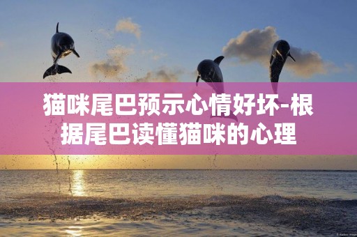 貓咪尾巴預示心情好壞-根據尾巴讀懂貓咪的心理
