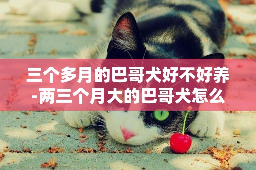 三個多月的巴哥犬好不好養-兩三個月大的巴哥犬怎么養
