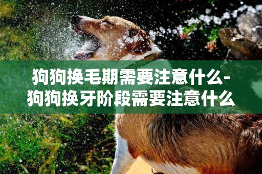 狗狗換毛期需要注意什么-狗狗換牙階段需要注意什么