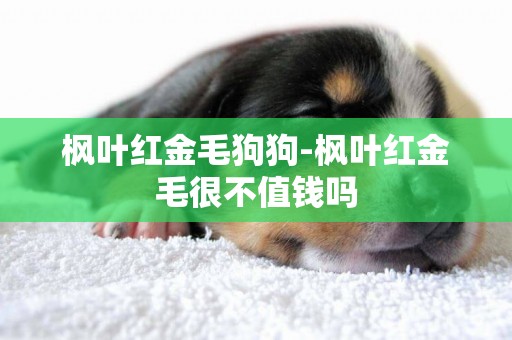 楓葉紅金毛狗狗-楓葉紅金毛很不值錢嗎