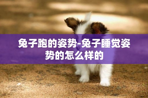 兔子跑的姿勢-兔子睡覺姿勢的怎么樣的