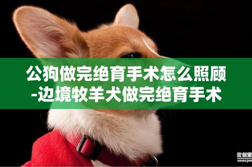 公狗做完絕育手術怎么照顧-邊境牧羊犬做完絕育手術要怎么照顧
