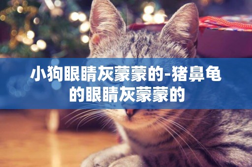 小狗眼睛灰蒙蒙的-豬鼻龜的眼睛灰蒙蒙的