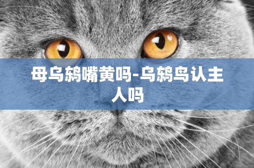 母烏鶇嘴黃嗎-烏鶇鳥認主人嗎