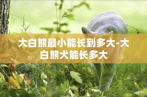 大白熊最小能長到多大-大白熊犬能長多大