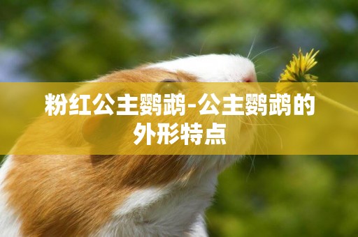 粉紅公主鸚鵡-公主鸚鵡的外形特點