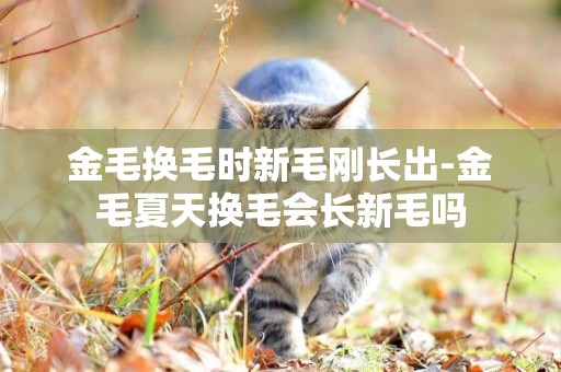 金毛換毛時新毛剛長出-金毛夏天換毛會長新毛嗎