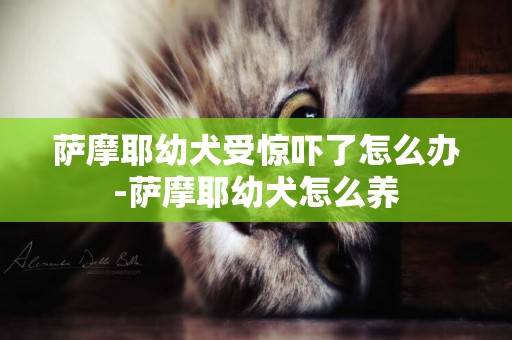 薩摩耶幼犬受驚嚇了怎么辦-薩摩耶幼犬怎么養