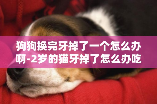 狗狗換完牙掉了一個怎么辦啊-2歲的貓牙掉了怎么辦吃什么藥