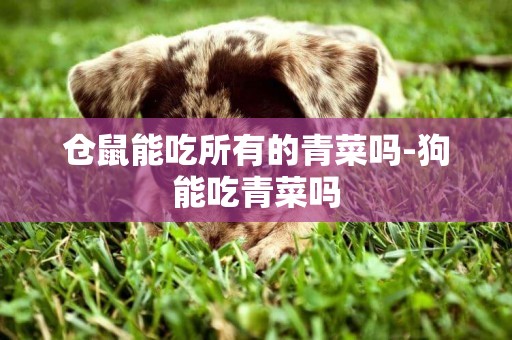倉鼠能吃所有的青菜嗎-狗能吃青菜嗎