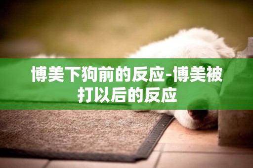 博美下狗前的反應-博美被打以后的反應