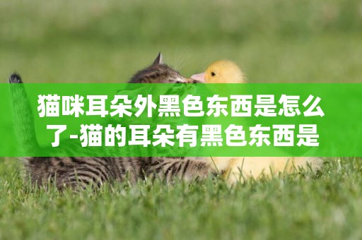 貓咪耳朵外黑色東西是怎么了-貓的耳朵有黑色東西是什么原因啊