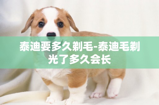 泰迪要多久剃毛-泰迪毛剃光了多久會長