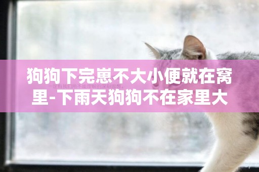 狗狗下完崽不大小便就在窩里-下雨天狗狗不在家里大小便怎么辦