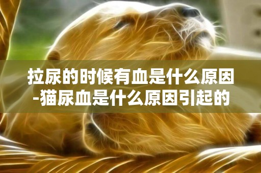 拉尿的時候有血是什么原因-貓尿血是什么原因引起的