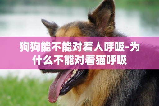狗狗能不能對著人呼吸-為什么不能對著貓呼吸