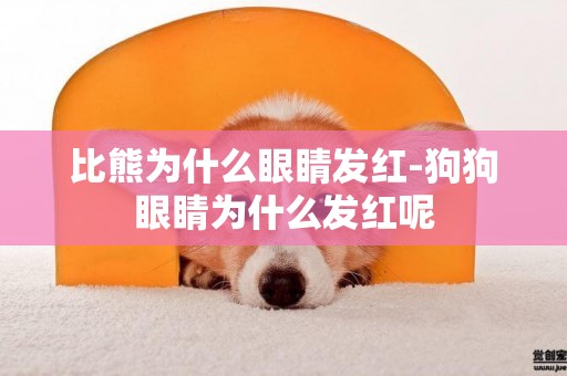 比熊為什么眼睛發紅-狗狗眼睛為什么發紅呢