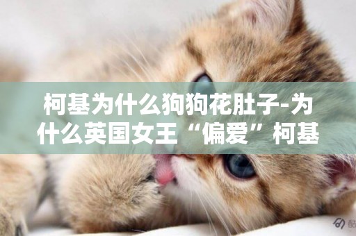 柯基為什么狗狗花肚子-為什么英國女王“偏愛”柯基犬