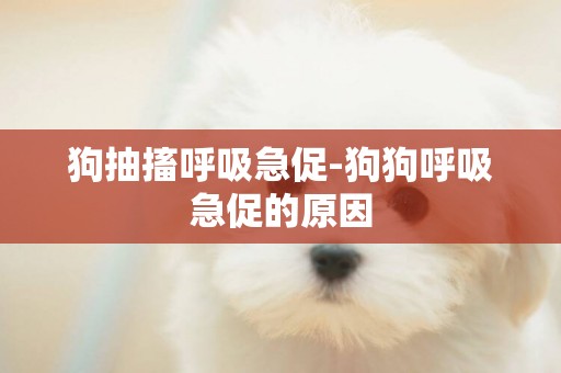 狗抽搐呼吸急促-狗狗呼吸急促的原因