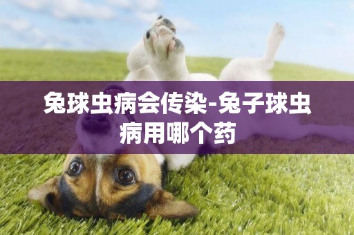 兔球蟲病會傳染-兔子球蟲病用哪個藥