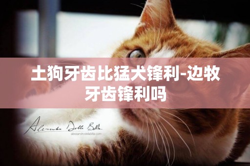 土狗牙齒比猛犬鋒利-邊牧牙齒鋒利嗎