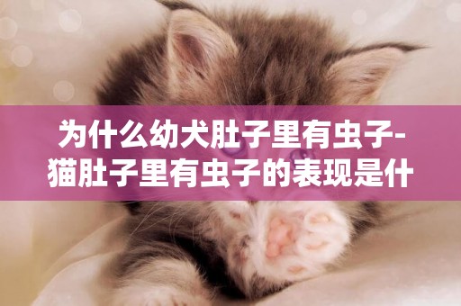 為什么幼犬肚子里有蟲子-貓肚子里有蟲子的表現是什么