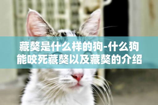 藏獒是什么樣的狗-什么狗能咬死藏獒以及藏獒的介紹