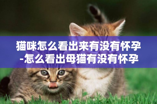 貓咪怎么看出來有沒有懷孕-怎么看出母貓有沒有懷孕