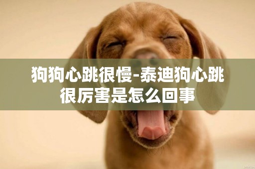 狗狗心跳很慢-泰迪狗心跳很厲害是怎么回事