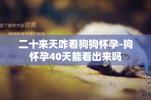 二十來天咋看狗狗懷孕-狗懷孕40天能看出來嗎