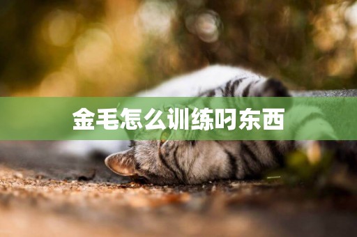 金毛怎么訓練叼東西