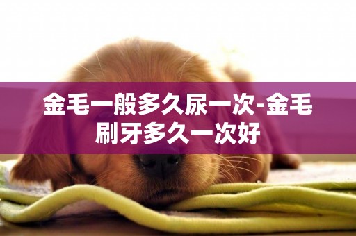 金毛一般多久尿一次-金毛刷牙多久一次好