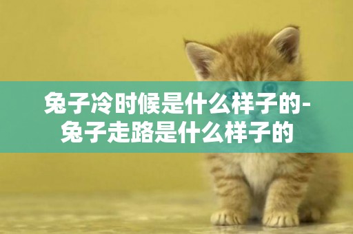 兔子冷時候是什么樣子的-兔子走路是什么樣子的