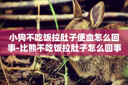 小狗不吃飯拉肚子便血怎么回事-比熊不吃飯拉肚子怎么回事
