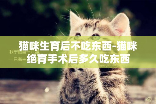 貓咪生育后不吃東西-貓咪絕育手術后多久吃東西