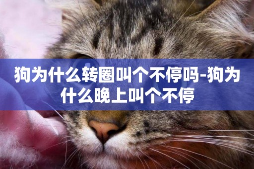 狗為什么轉圈叫個不停嗎-狗為什么晚上叫個不停
