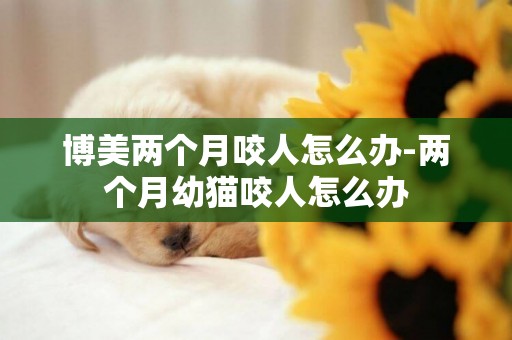 博美兩個月咬人怎么辦-兩個月幼貓咬人怎么辦