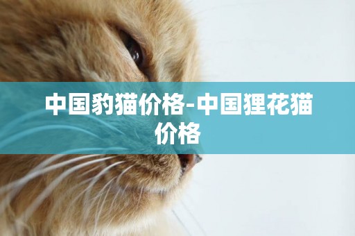 中國豹貓價格-中國貍花貓價格