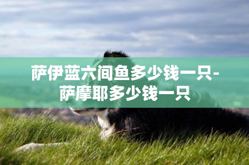 薩伊藍六間魚多少錢一只-薩摩耶多少錢一只