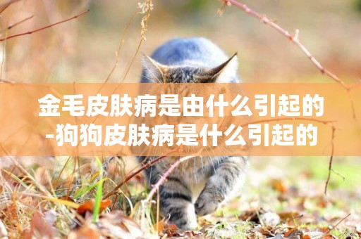 金毛皮膚病是由什么引起的-狗狗皮膚病是什么引起的