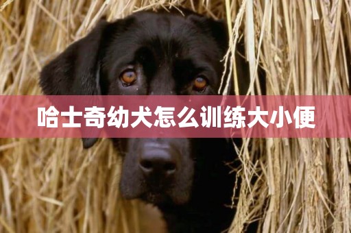 哈士奇幼犬怎么訓練大小便