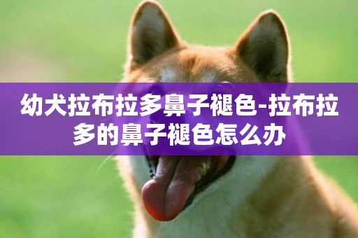 幼犬拉布拉多鼻子褪色-拉布拉多的鼻子褪色怎么辦