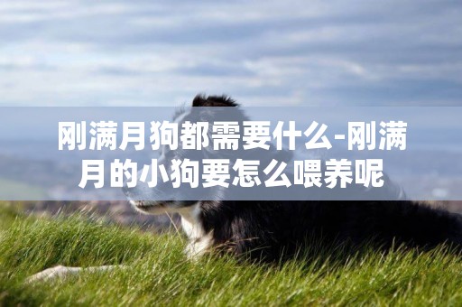 剛滿月狗都需要什么-剛滿月的小狗要怎么喂養呢