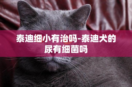 泰迪細小有治嗎-泰迪犬的尿有細菌嗎
